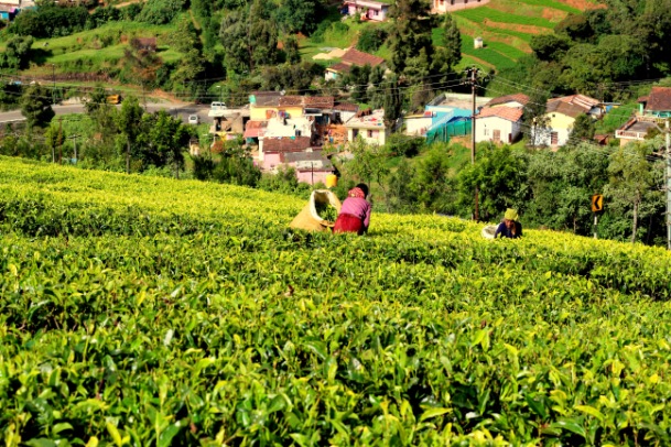 Doddabetta Peak in Ooty