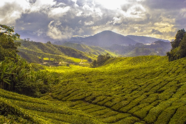 Tea estate viewpoint